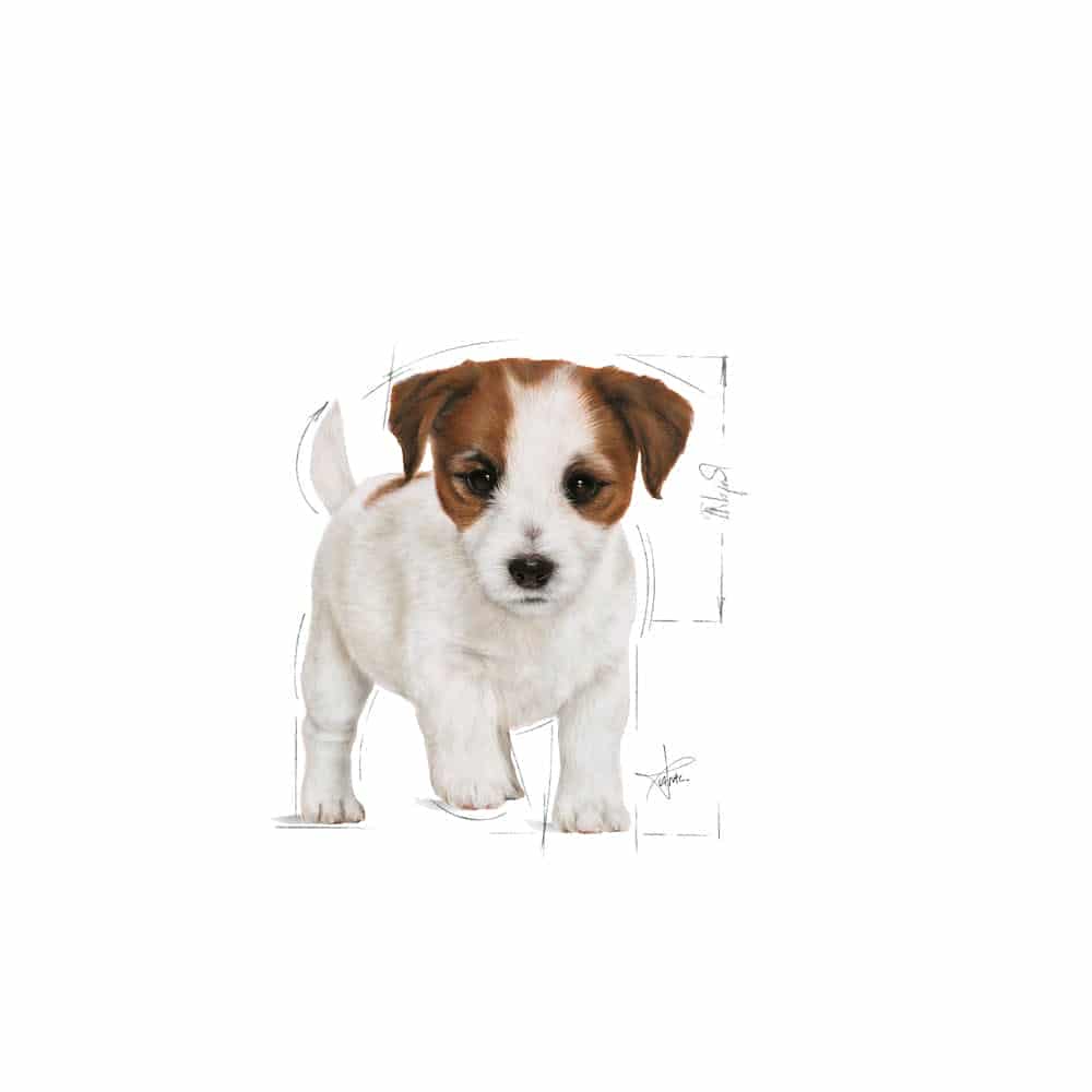 | پوچ سگ رویال کنین مدل Mini Puppy مناسب نژاد کوچک