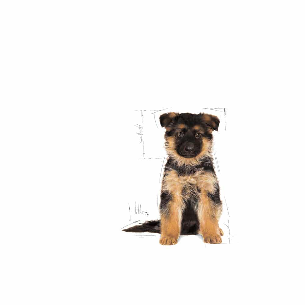 | غذای خشک توله سگ رویال کنین مدل German Shepherd Puppy