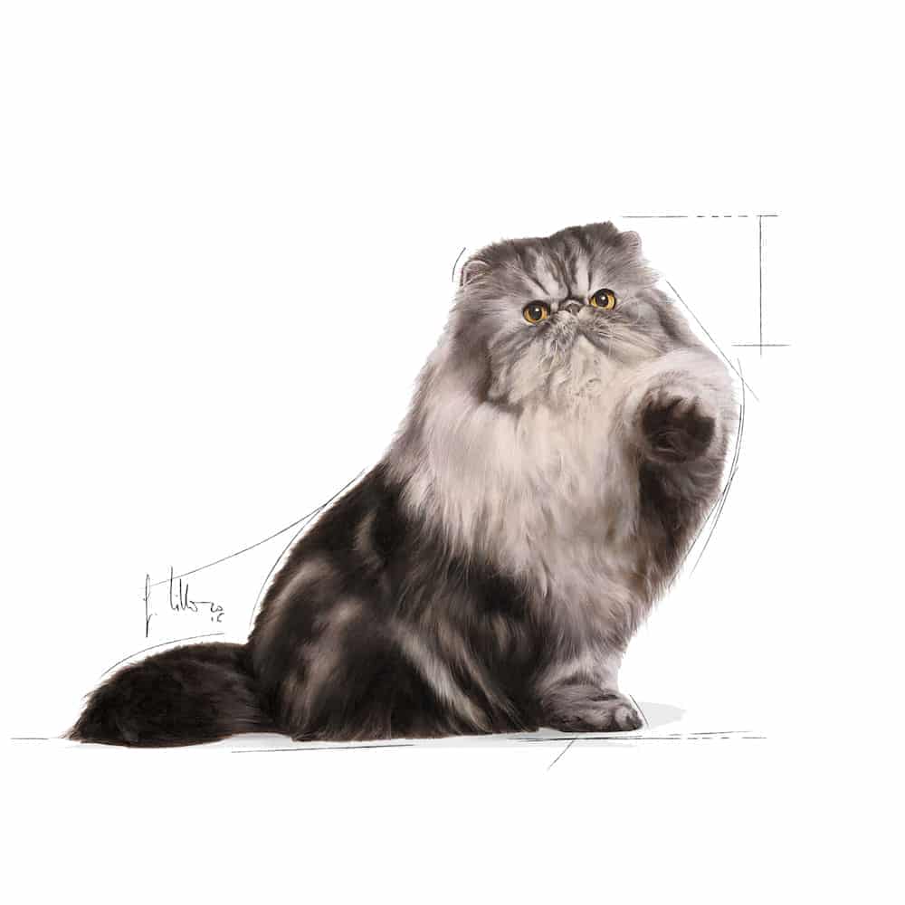 | پوچ گربه رویال کنین مدل Persian Adult مناسب گربه پرشین بالغ
