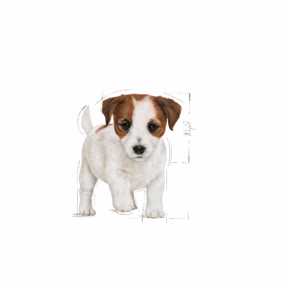 | غذای خشک توله سگ رویال کنین مدل Mini Puppy نژاد کوچک