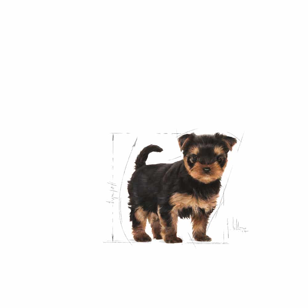 | غذای خشک توله سگ رویال کنین مدل Yorkshire Terrier Puppy مناسب نژاد یورکشایر