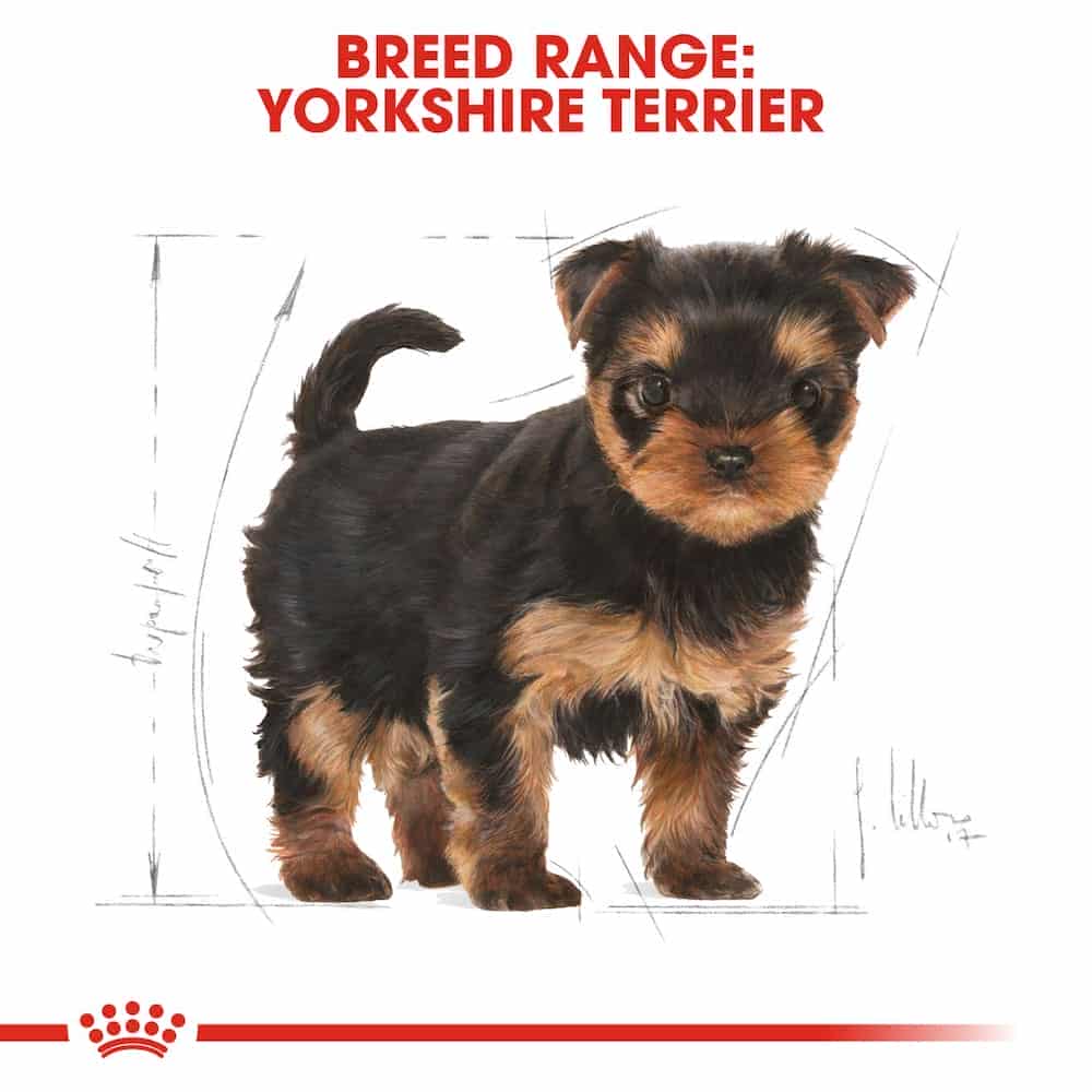 | غذای خشک توله سگ رویال کنین مدل Yorkshire Terrier Puppy مناسب نژاد یورکشایر