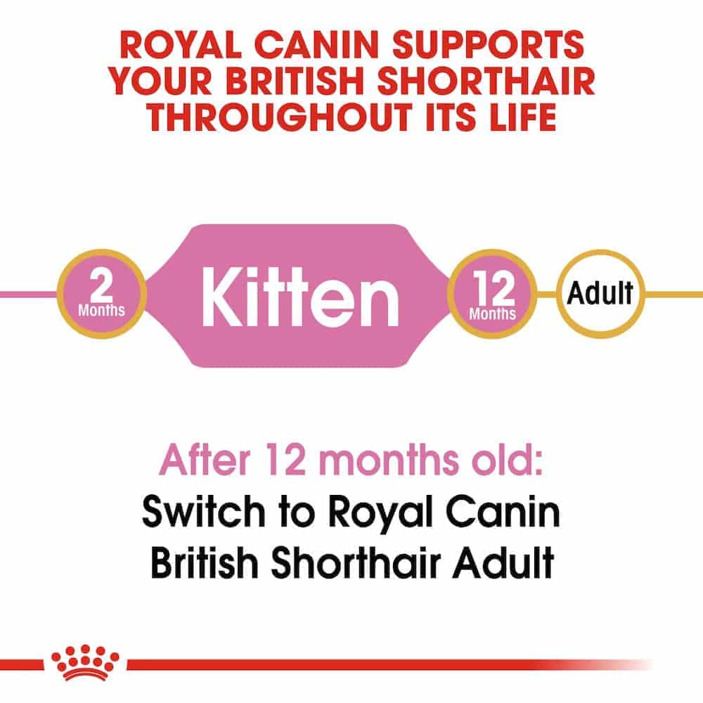 غذای خشک بچه گربه | غذای خشک بچه گربه رویال کنین مدل British shorthair مناسب بریتانیایی مو کوتاه