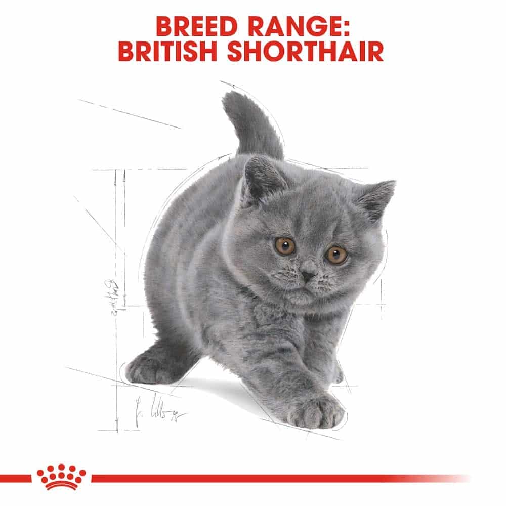 غذای خشک بچه گربه | غذای خشک بچه گربه رویال کنین مدل British shorthair مناسب بریتانیایی مو کوتاه