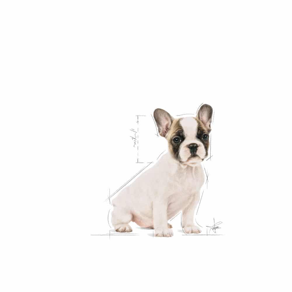 | غذای خشک توله سگ رویال کنین مدل French Bulldog Puppy نژاد فرنچ بولداگ