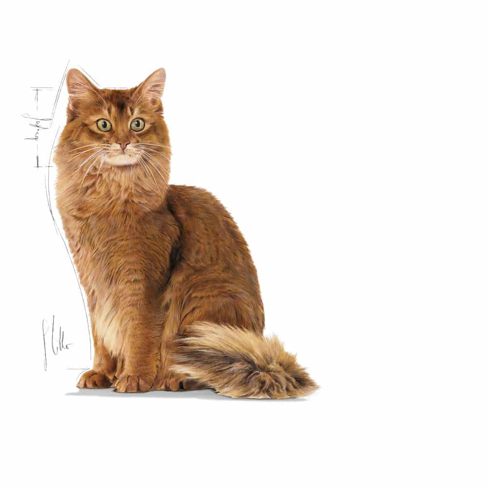 | غذای خشک گربه رویال کنین مدل Light Weight Care مناسب گربه های مستعد چاقی
