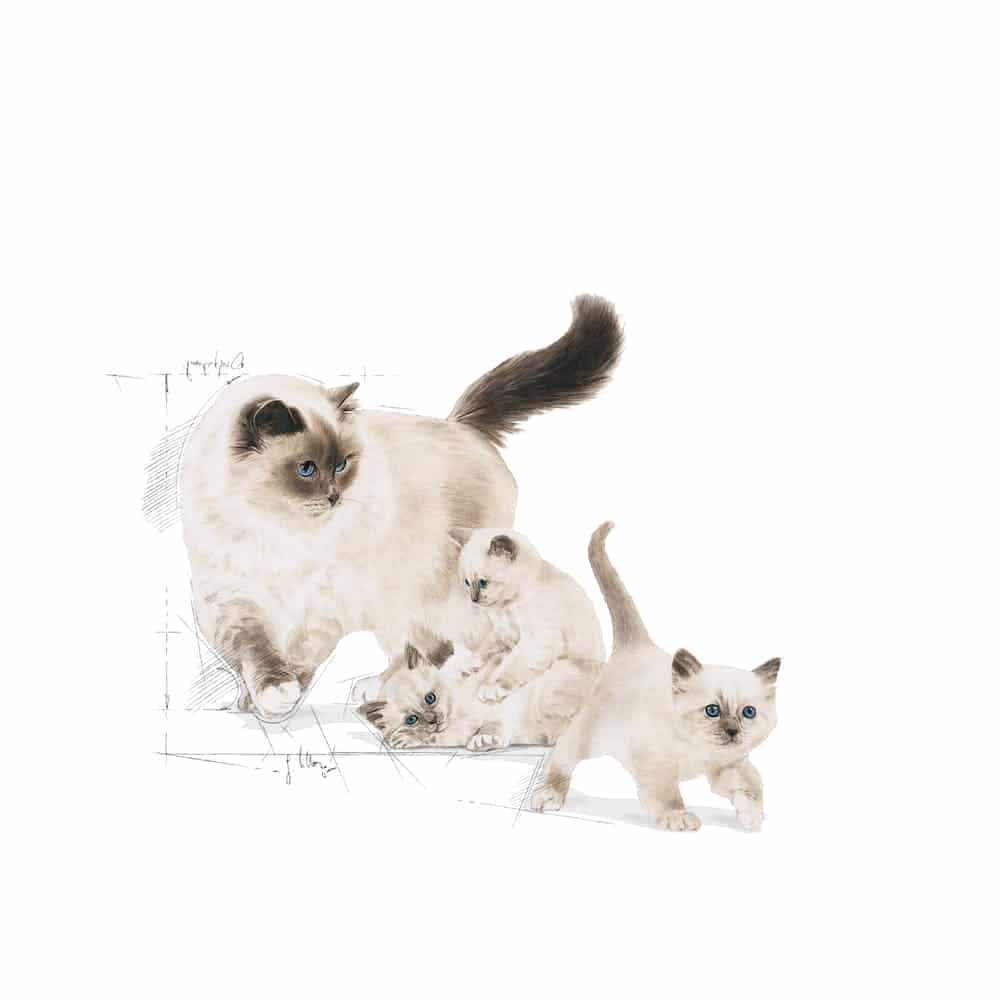 | غذای خشک گربه رویال کنین مدل مادر و بچه Mother and babycat
