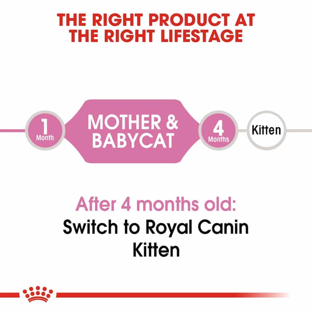 | غذای مادر و بچه گربه رویال کنین مدل Mother and babycat مناسب مادر و بچه گربه