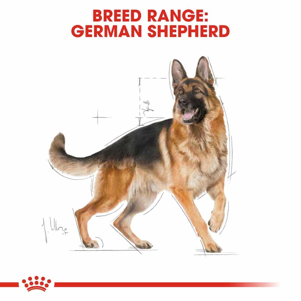 | غذای خشک سگ بالغ رویال کنین مدل German Shepherd مناسب نژاد ژرمن شپرد