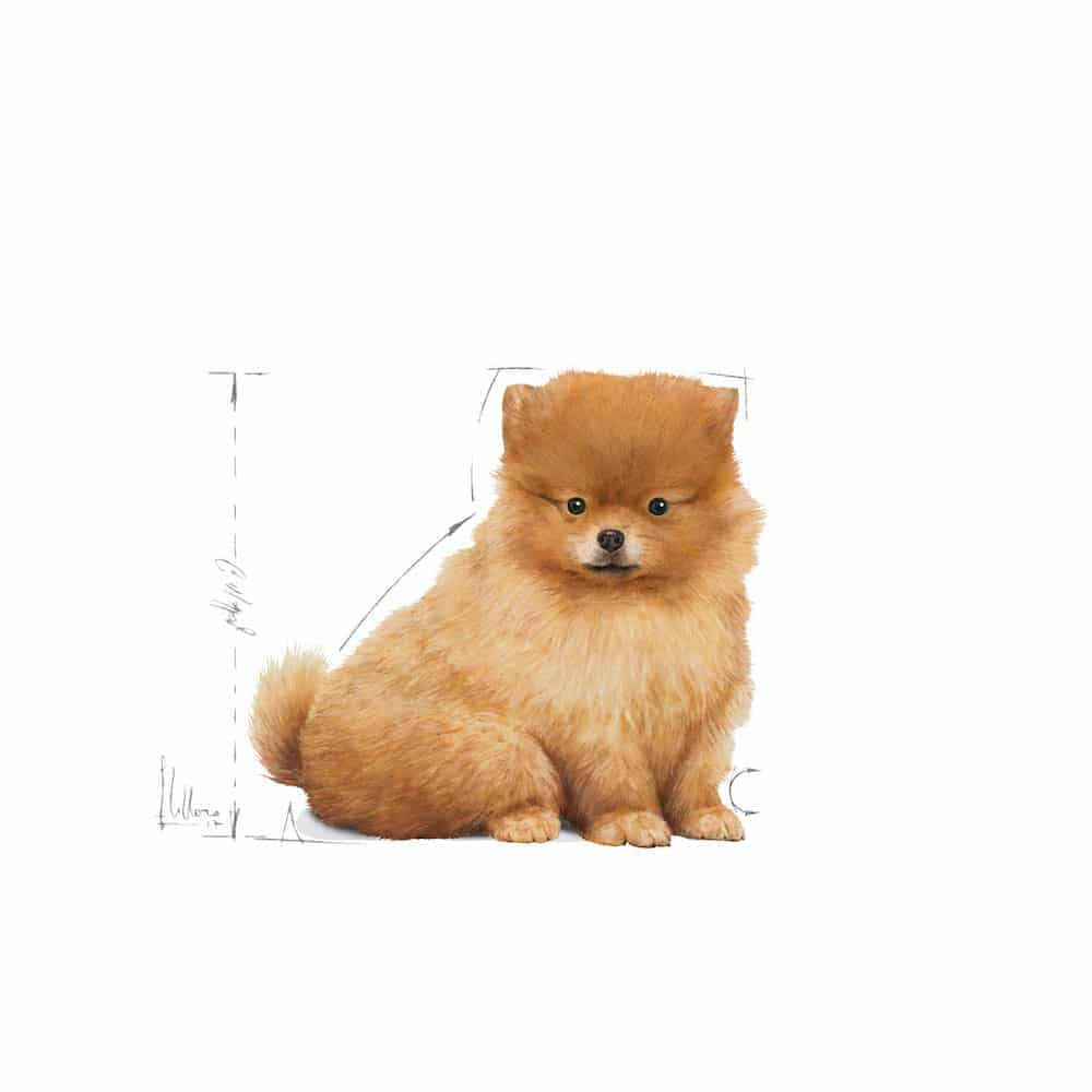 | غذای خشک توله سگ رویال کنین مدل Mini Indoor Puppy نژاد کوچک