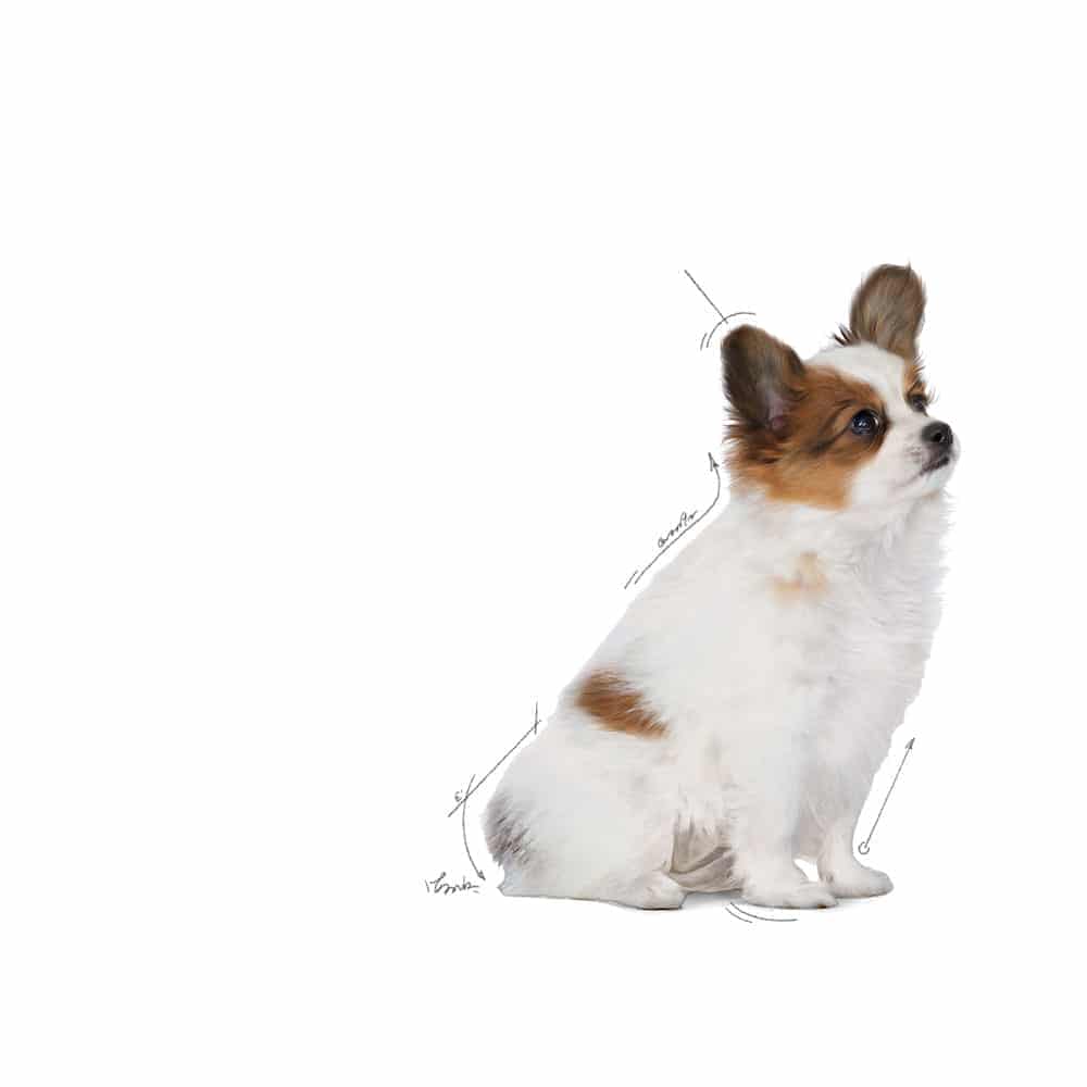 | غذای خشک توله سگ رویال کنین مدل X-Small Puppy نژاد خیلی کوچک