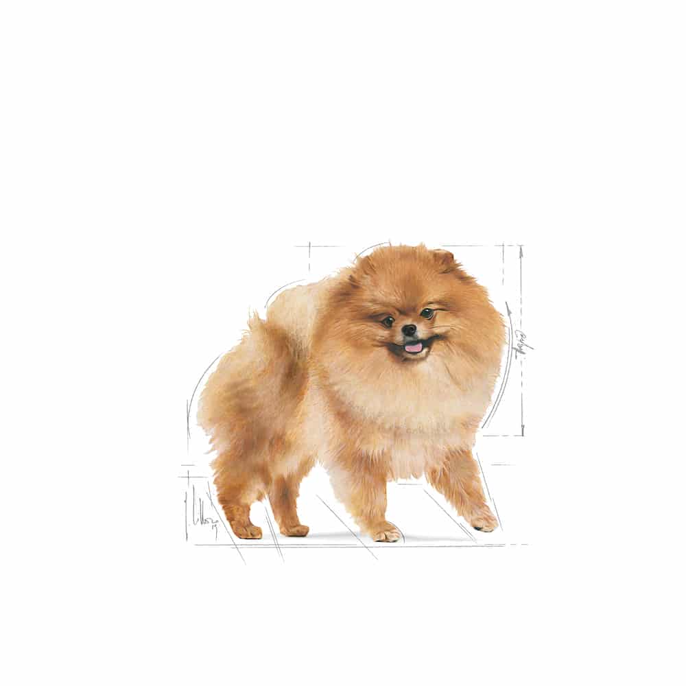 | غذای خشک سگ رویال کنین مدل Pomeranian مناسب سگ پامرانین بالغ