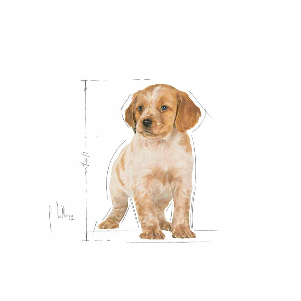 | غذای خشک توله سگ رویال کنین مدل Medium Puppy نژاد متوسط