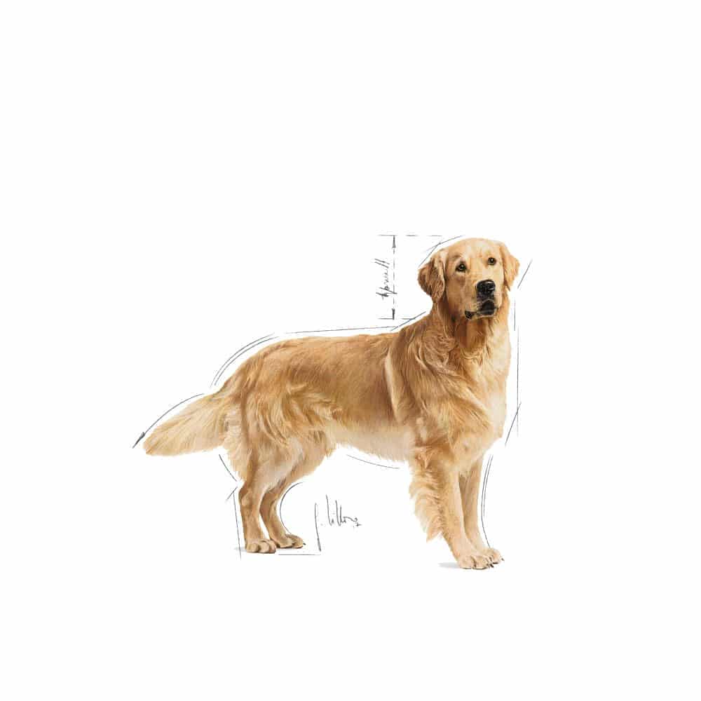 | غذای خشک سگ رویال کنین مدل Golden Retriever Adult مناسب سگ رتریور بالغ