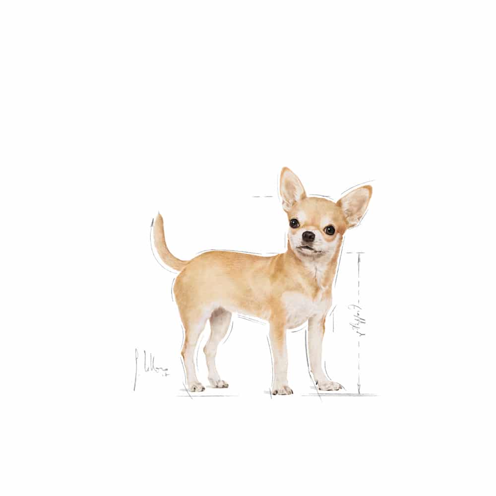 | غذای خشک سگ بالغ رویال کنین مدل Chihuahua Adult نژاد شیواوا