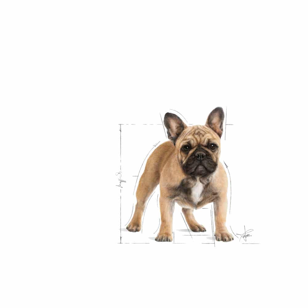 | غذای خشک سگ بالغ رویال کنین مدل French Bulldog نژاد فرنچ بولداگ