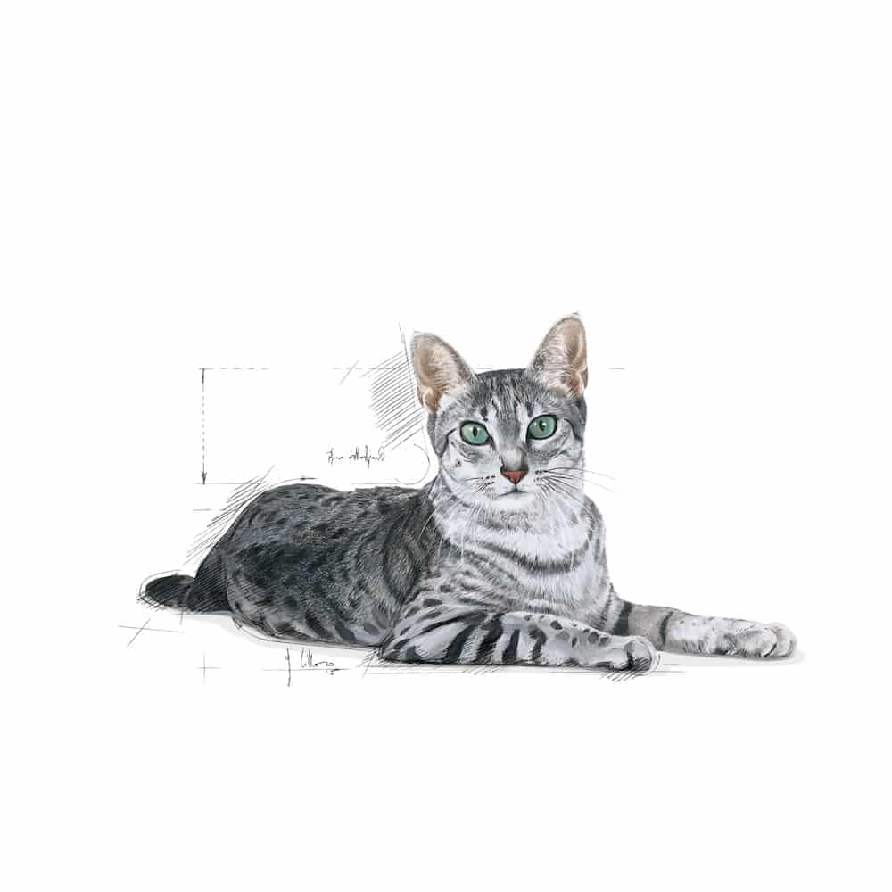 | غذای خشک گربه بالغ رویال کنین مدل Indoor بالای 7 سال