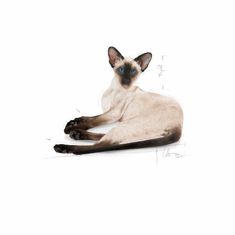 | غذای خشک گربه رویال کنین مدل Siamese مناسب گربه سیامی بالغ