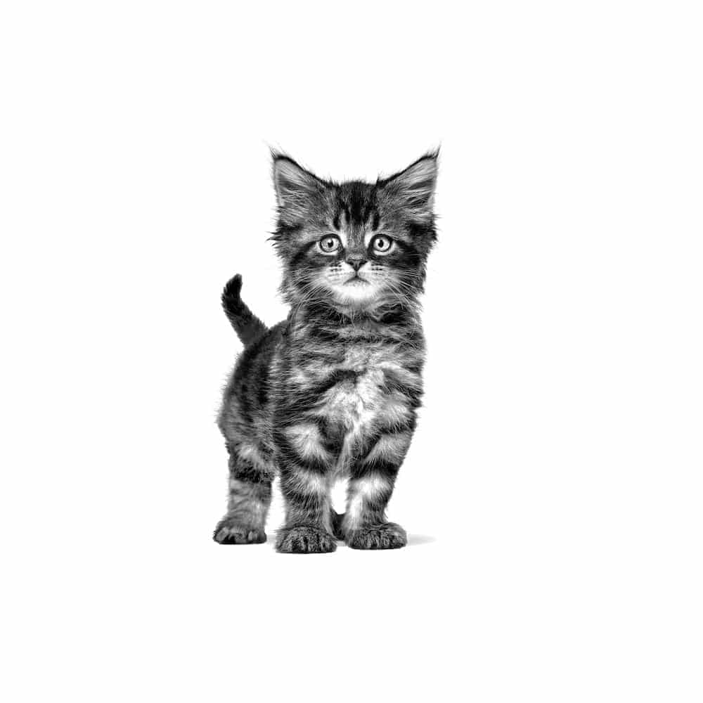 | غذای خشک بچه گربه رویال کنین مدل Gastrointestinal Kitten درمان مشکلات گوارشی