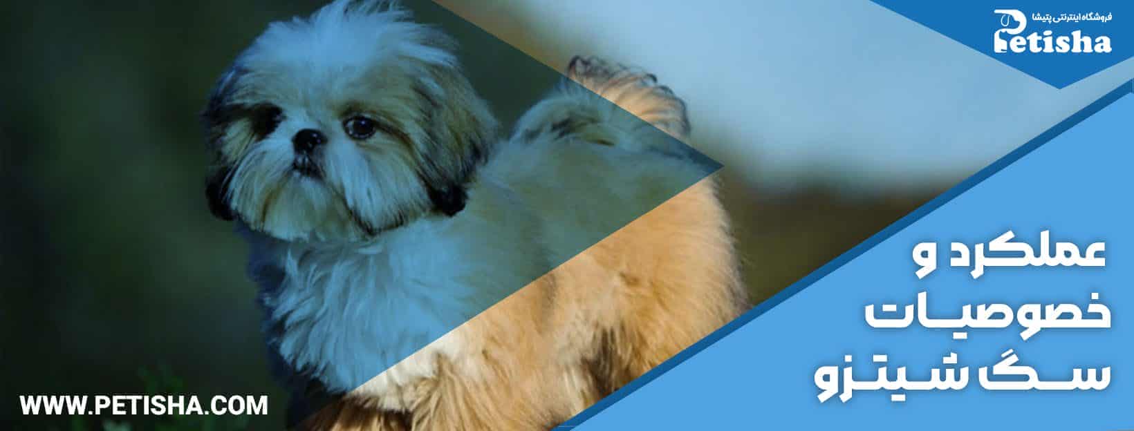 سگ شیتزو | نگهداری و خصوصیات سگ شیتزو
