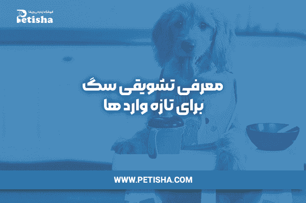 خرید لباس سگ | معرفی تشویقی سگ برای تازه واردها!