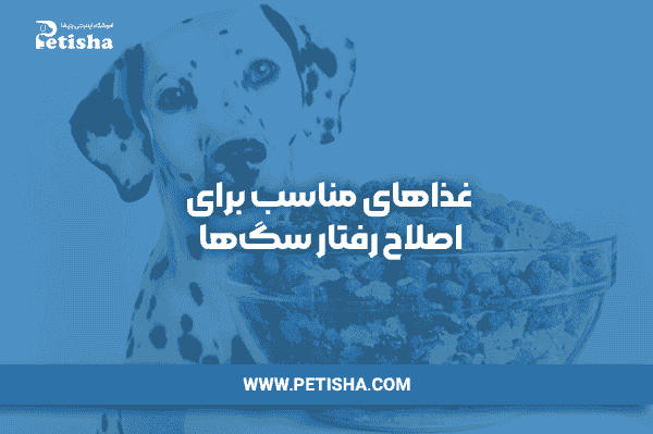 سگ شیتزو | غذاهای مناسب برای اصلاح رفتار سگ‌ها