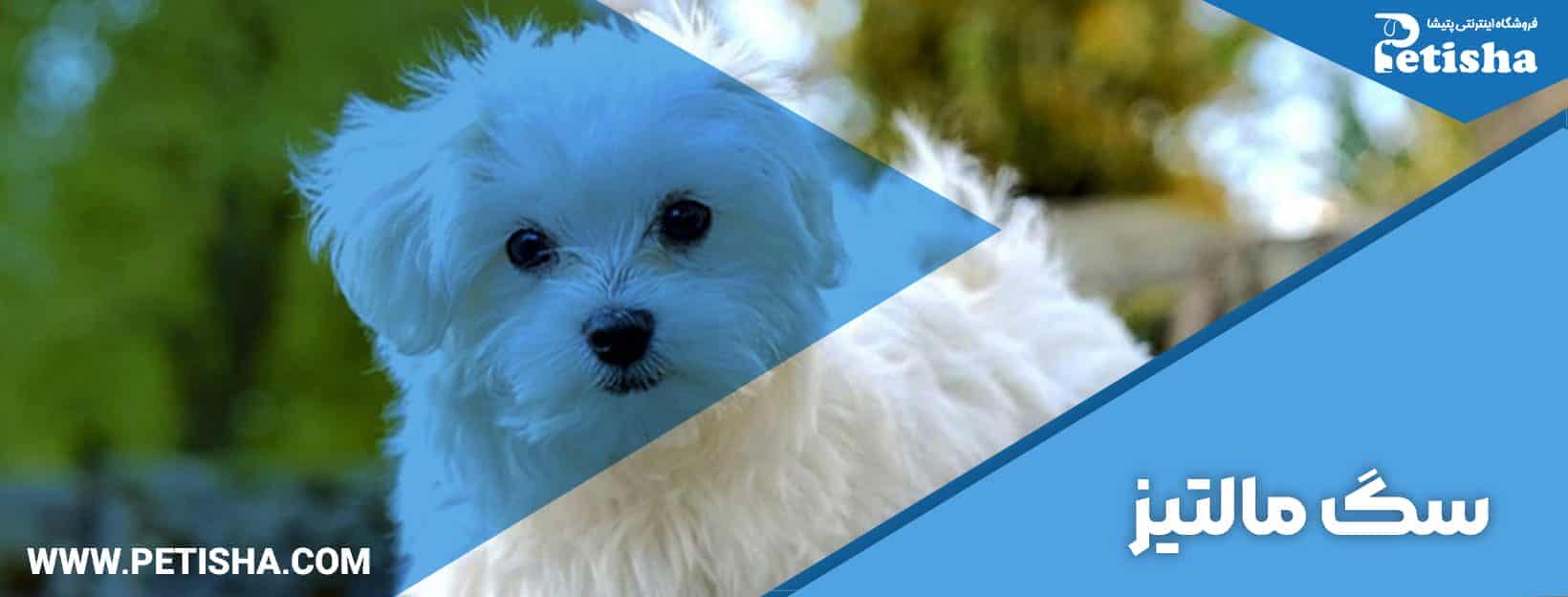 انتخاب بهترین نژادهای سگ | ویژگی ها و خصوصیات نژاد برتر سگ