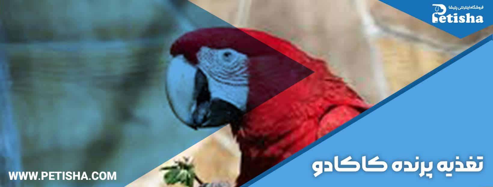 کاکادو | کاکادو، پرنده ای زیبا، دلنشین و تیزهوش