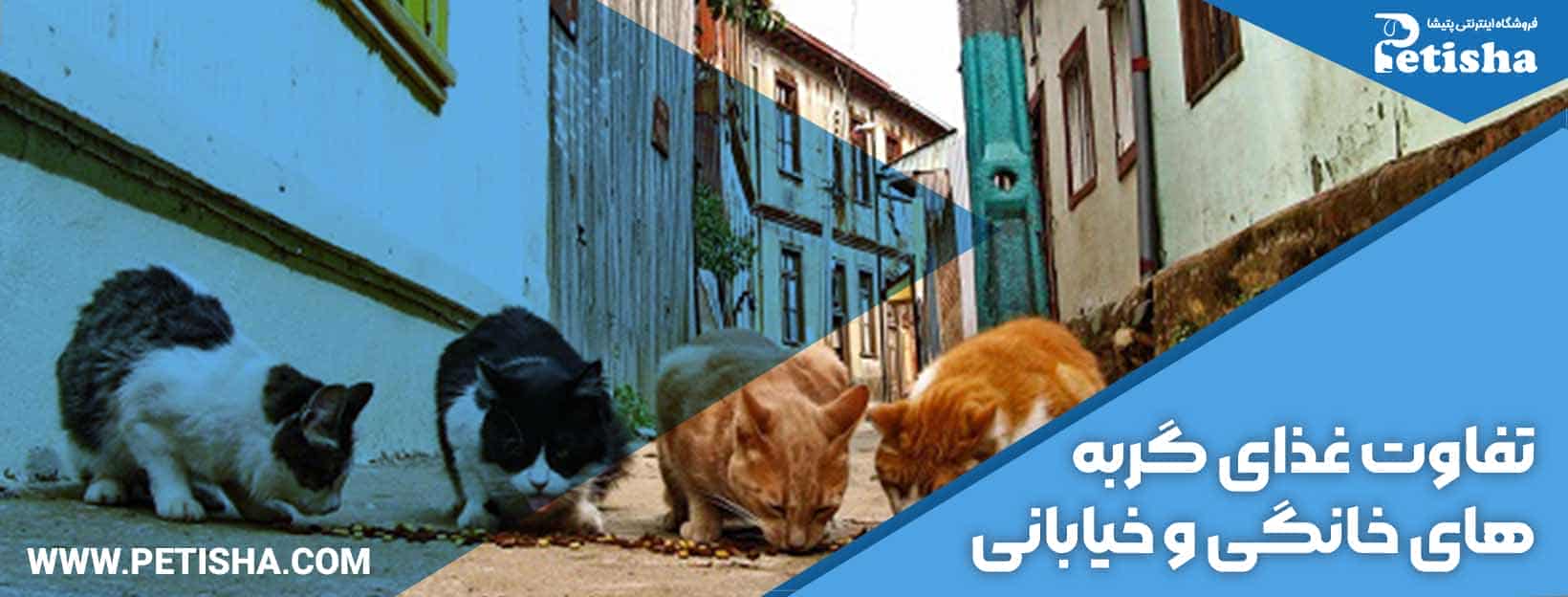 گربه‌های خیابانی | راهنمای جامع غذا برای گربه‌های خیابانی