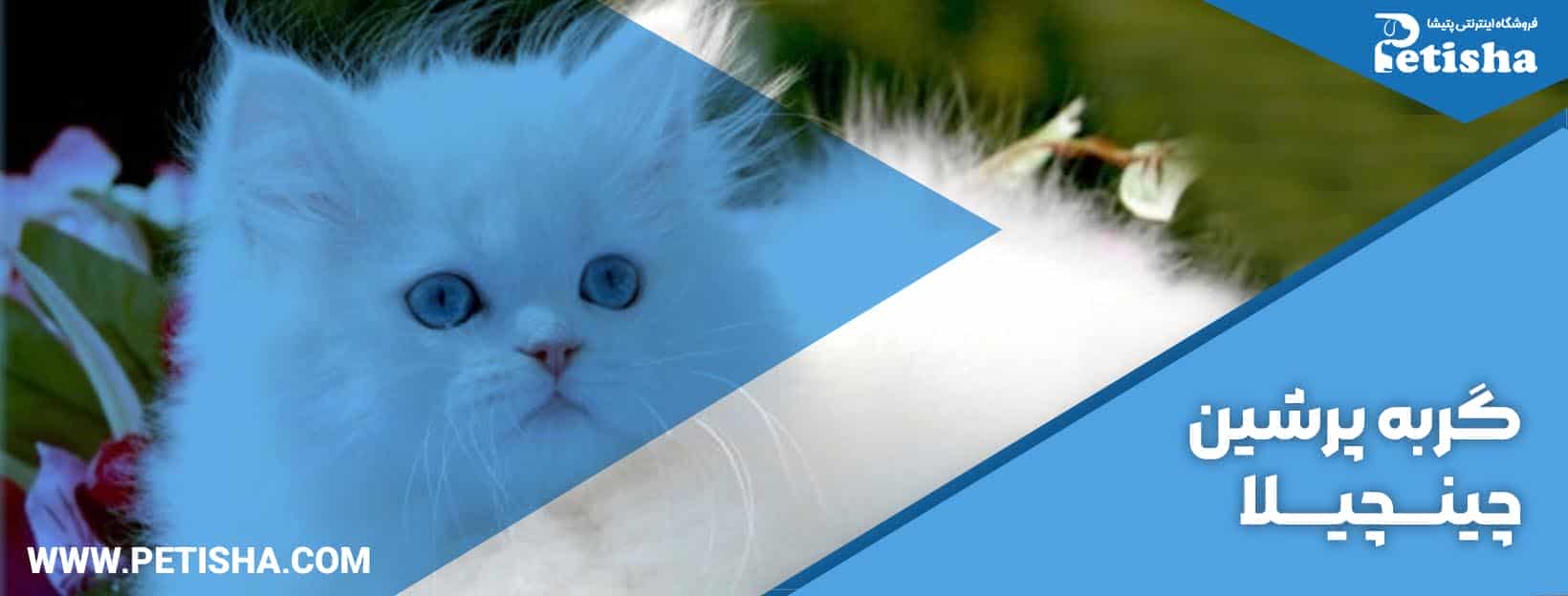 نگهداری گربه پرشین | نحوه نگهداری و خصوصیات انواع گربه پرشین