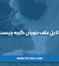 لیس زدن انسان توسط گربه | دلایل علف خوردن گربه چیست؟