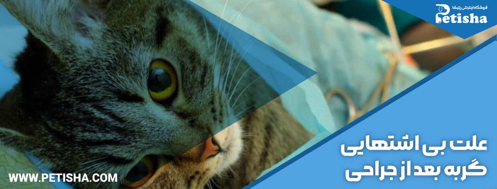 بی اشتهایی گربه ها | ‌علت بی اشتهایی گربه ها و راه درمان