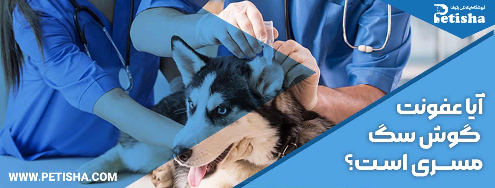 درمان عفونت گوش سگ | نحوه شناسایی، پیشگیری و درمان عفونت گوش سگ