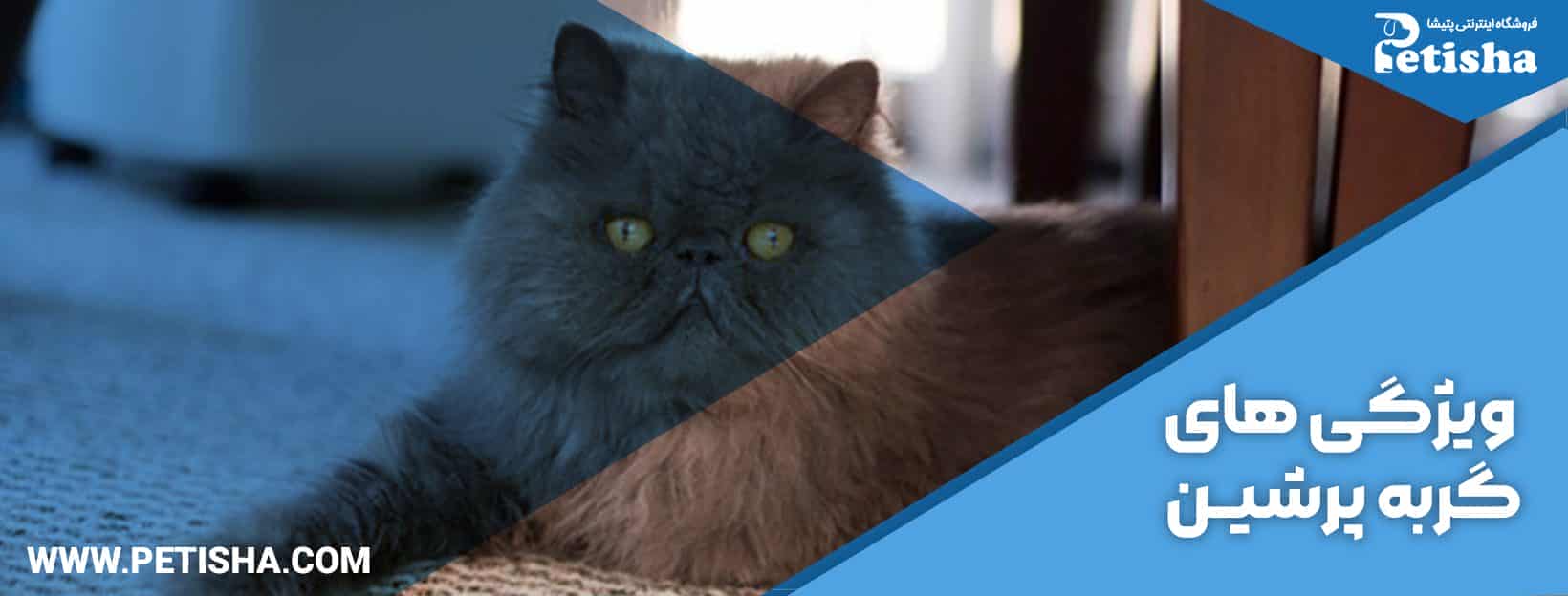 نگهداری گربه پرشین | نحوه نگهداری و خصوصیات انواع گربه پرشین