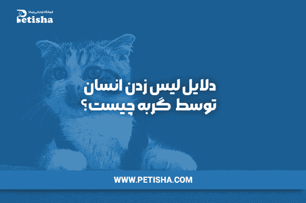 کک گربه روی سگ | دلایل لیس زدن انسان توسط گربه چیست؟