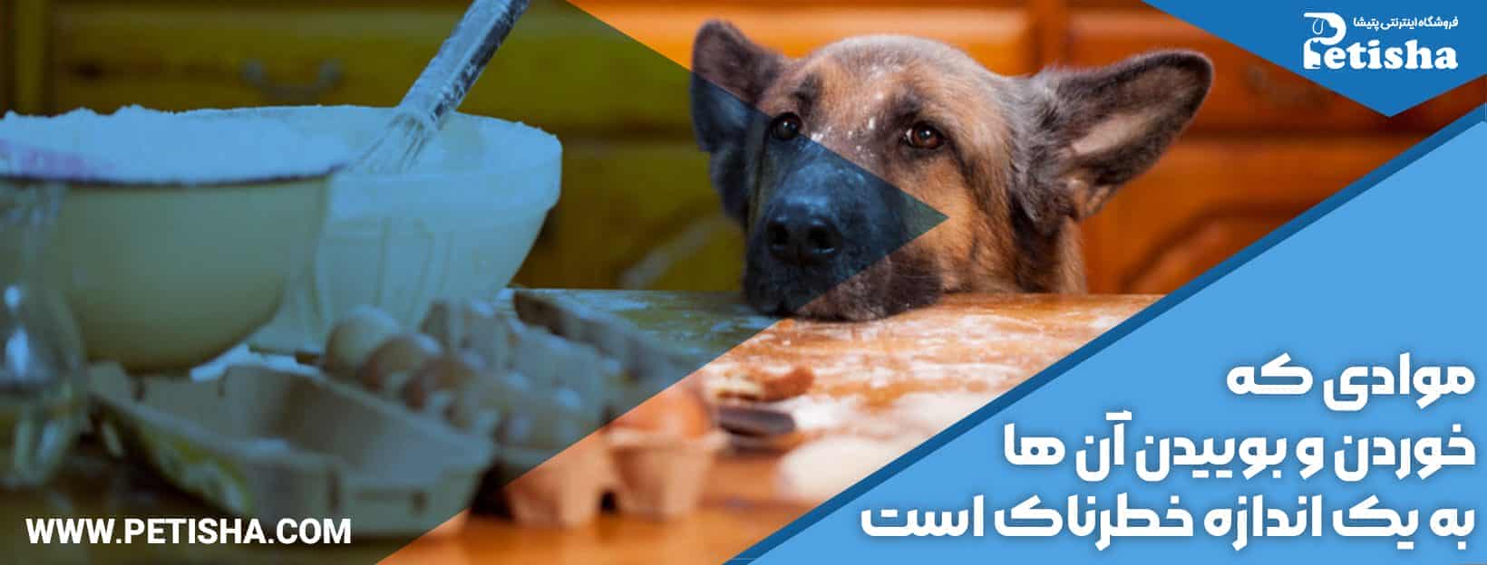 غذاهای ممنوعه برای سگ | غذاهای ممنوعه برای سگ