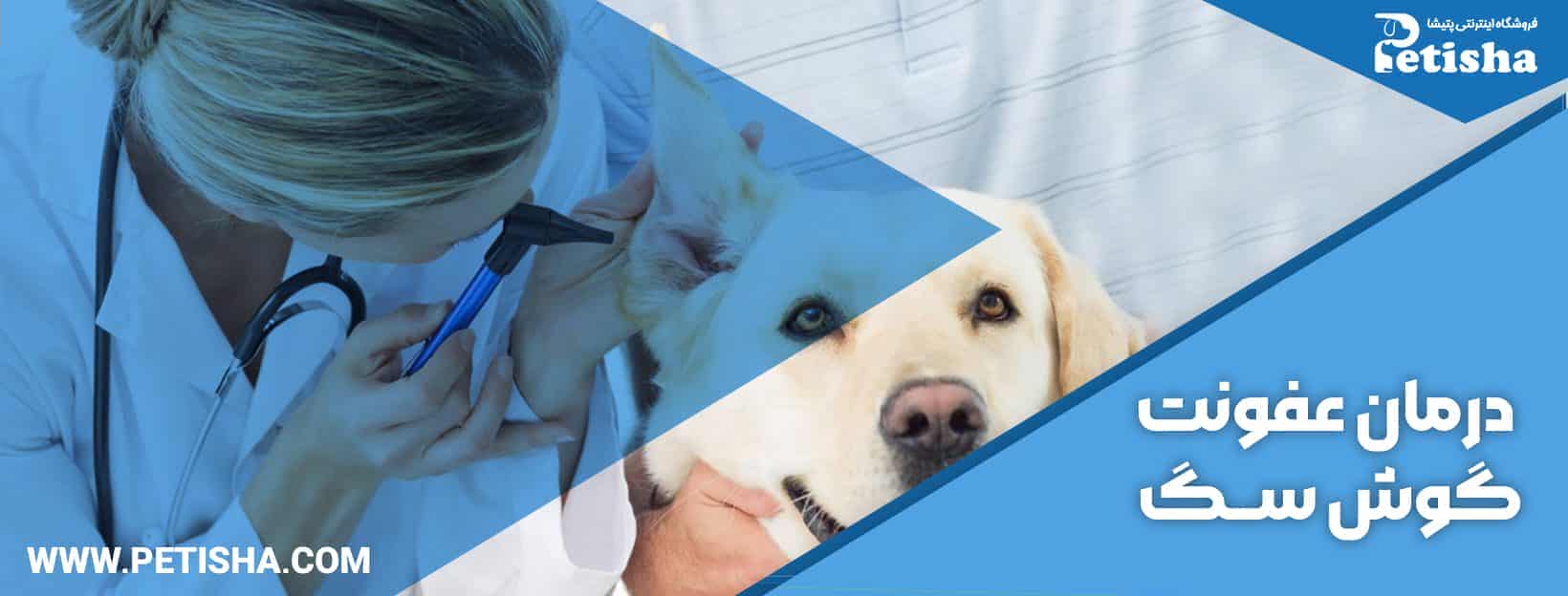 درمان عفونت گوش سگ | نحوه شناسایی، پیشگیری و درمان عفونت گوش سگ