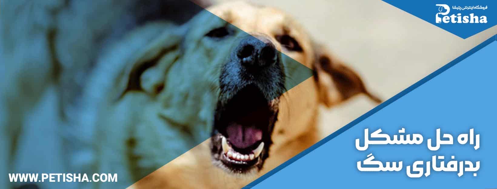 اصلاح رفتار سگ | غذاهای مناسب برای اصلاح رفتار سگ‌ها
