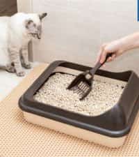 تفاوت کیفیت انواع خاک گربه