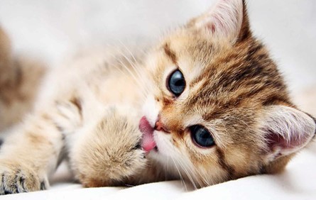 غذای خشک بچه گربه نوتری پت